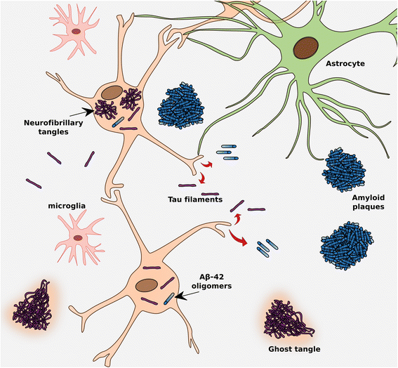 Move Over, Flortaucipir? New Tau Tracers Tested in People