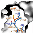 CryoEM γ-Secretase Structures Nail APP, Notch Binding