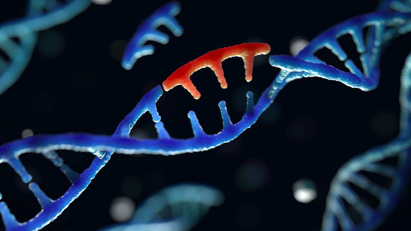 Got mutation? ‘Base editors’ fix genomes one nucleotide at a time