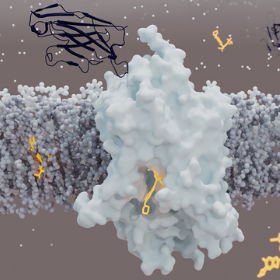 The molecular structure of glycine transporter 1