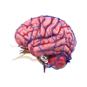 Human Brain Diagram