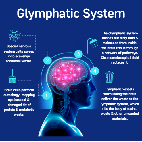 Glymphatic System 1. Brain cells perform autophagy, mopping up diseased & damaged bit of protein & metabolic waste. 2. Special nervous system cells sweep in to scavenge additional waste 3. The glymphatic system flushes out dirty fluid & molecules from inside the brain tissue through a network of pathways. Clean cerebrospinal fluid replaces it 4. Lymphatic vessels surrounding the brain deliver the waste to the lymphatic system, which rids the body of toxins, waste & other unwanted materials..