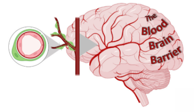 Blog The Blood Brain Barrier Dementia Researcher