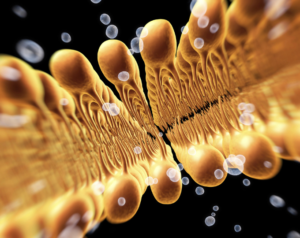 Graphic of Lipids