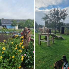 Farm Yard with Goats