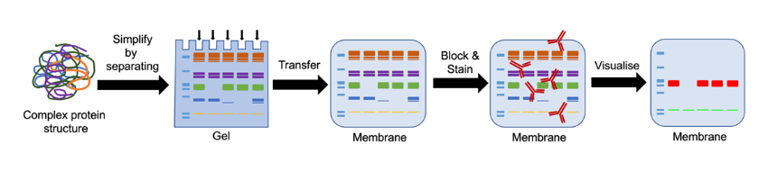 An illustration of a western blot consisting of several horizontal lanes of protein samples separated by electrophoresis and transferred onto a nitrocellulose membrane. The membrane is then blocked and probed with a primary antibody specific to the protein of interest, followed by a secondary antibody conjugated with an enzyme. The enzyme reacts with a substrate to produce a visible signal, which indicates the presence and quantity of the protein of interest in each sample. The molecular weight markers are shown on the left side of the image for size comparison.