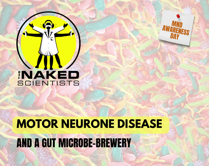 Motor neurone disease, and a gut microbe-brewery