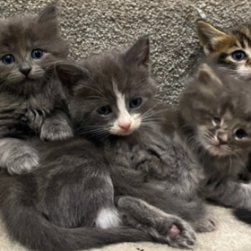 Kittens - DEMENTIA RESEARCHER Kittens