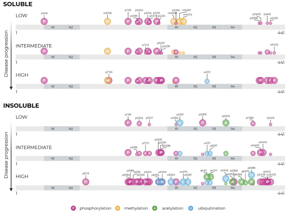 Schematic diagram comparing soluble and insoluble protein modifications across disease progression stages (low, intermediate, high). Shows phosphorylation (pink circles), methylation (orange), acetylation (green), and ubiquitination (blue) mapped to protein regions (N1–N2, R1–R4) with progression from 1 to 441, highlighting how modification patterns differ between soluble and insoluble forms.