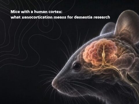 Mice with a human cortex_ what xenocortication means for dementia research