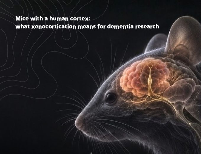 Human cortex in a mouse: a new route to FTD cells