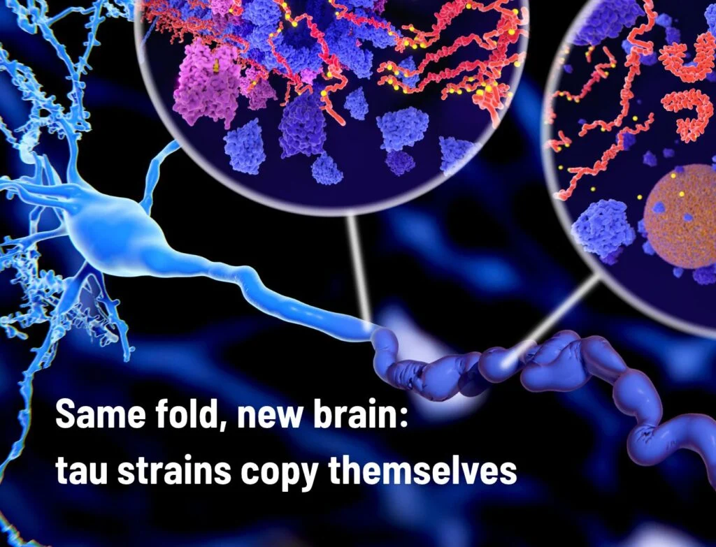 Same fold new brain_ tau strains copy themselves