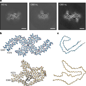 Cryo-EM structures of mouse tau filaments seeded with Alzheimer's and corticobasal degeneration tau, overlaid on the human filament structures